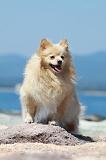 SPITZ ALLEMAND 385